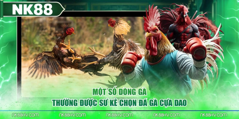 Một số dòng gà thường được sư kê chọn đá gà cựa dao